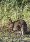 Irish hare 5