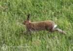 Irish hare