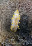 Orange clubbed nudibranch