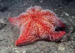 Red cushion star