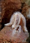 Common starfish on sea squirt