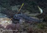 Black goby