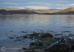 Seal reef, loch Fyne