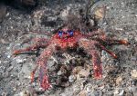 Spiny squat lobster