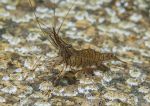 Common prawn