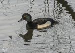 Tufted duck - male
