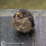 Blackbird fledgling 1