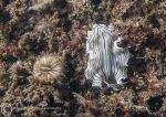 Cup coral & candy-striped flatworm