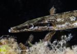 Fifteen-spined stickleback