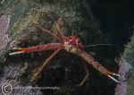 Long-clawed squat lobster