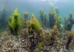 Aughrus reef seaweeds 2