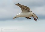 Herring Gull