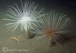 fireworks anemone