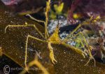 Long-legged spider crab