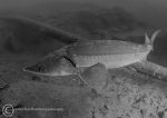 Sturgeon b&w