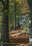 Autumn - Vale Royal woods
