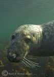 seal portrait