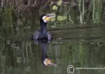 cormorant on Weaver