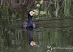 cormorant on Weaver