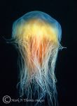 Lions mane jellyfish