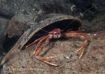 Long-clawed squat lobster