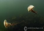 Compass Jellyfish