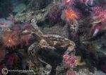 Velvet swimming crab & fanworms