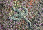 Spiny starfish & jewel anemones