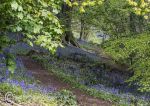 Vale Royal woods - bluebells