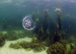 moon jellyfish