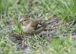 Chaffinch - female