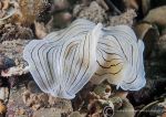 Candy-striped flatworm