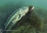 Russian sturgeon & weed