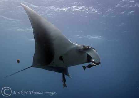 Giant Manta