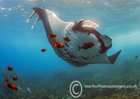 Giant Manta & Clarion Angelfish