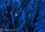 Moon & trees