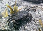 Shore crab