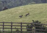 Irish hares 2