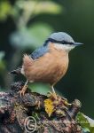 Nuthatch