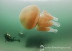 Barrel Jellyfish & Divers 5