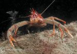 Long-clawed squat lobster