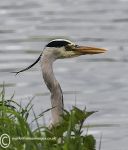 Grey Heron