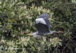 Grey heron in flight 1
