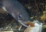 Conger feeding