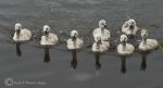 Cygnets