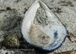 Goby on Mussel Shell