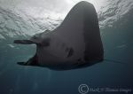 Giant Manta