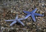 Blue starfish duo