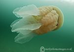 Barrel Jellyfish 4