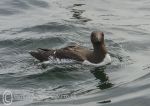 Guillemot